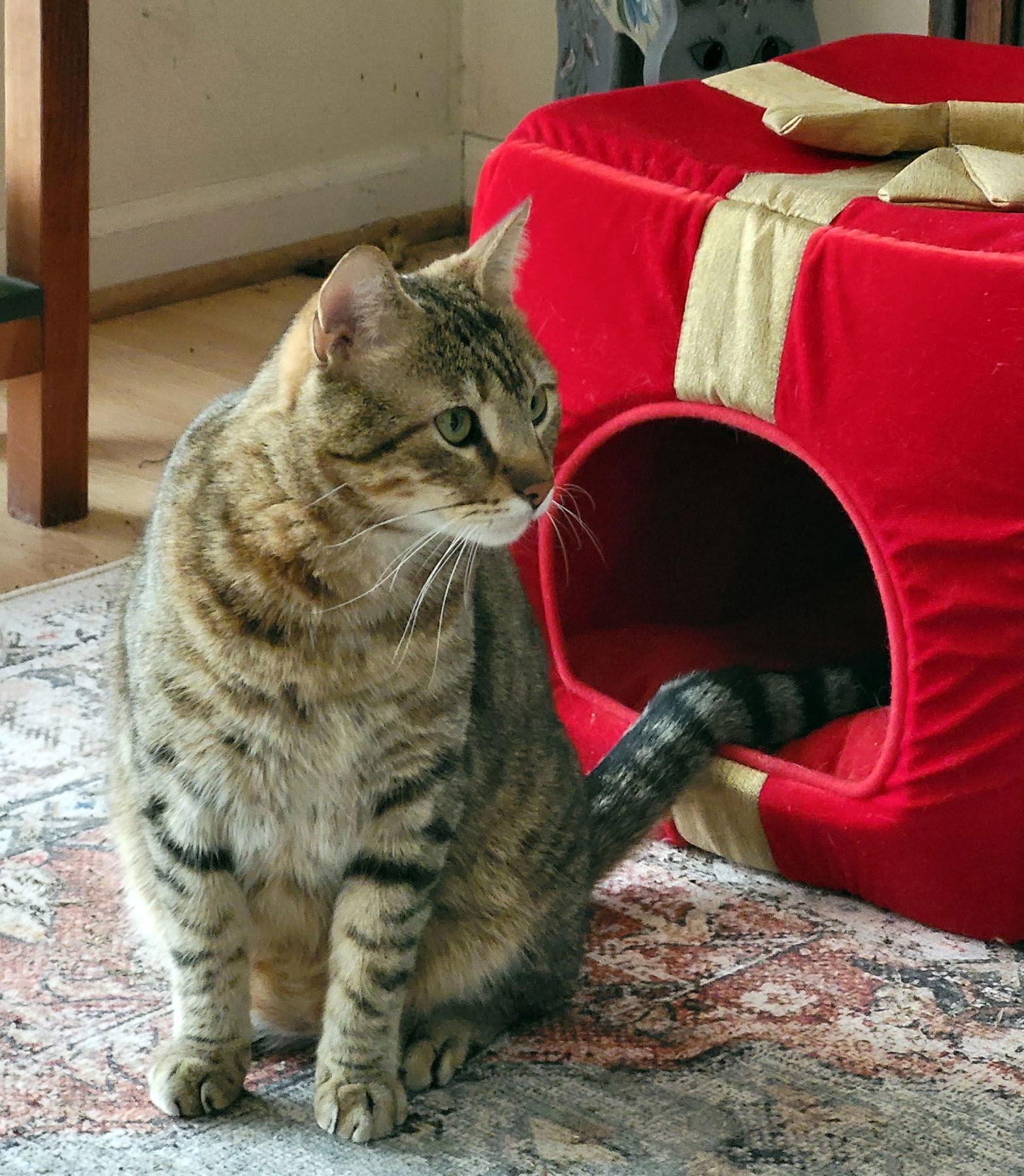 Enlarge Pookah - Beautiful & Alone - FOSTER OR Home, a Adoptable mixed breed in Atlanta, GA image 2/3