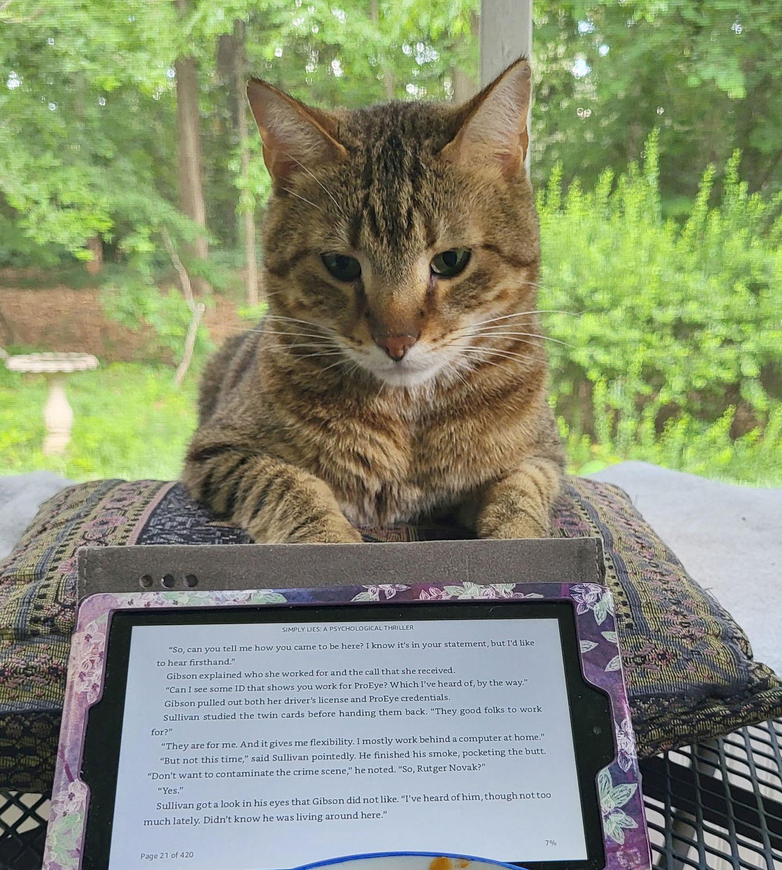 Enlarge Pookah - Beautiful & Alone - FOSTER OR Home, a Adoptable mixed breed in Atlanta, GA image 3/3