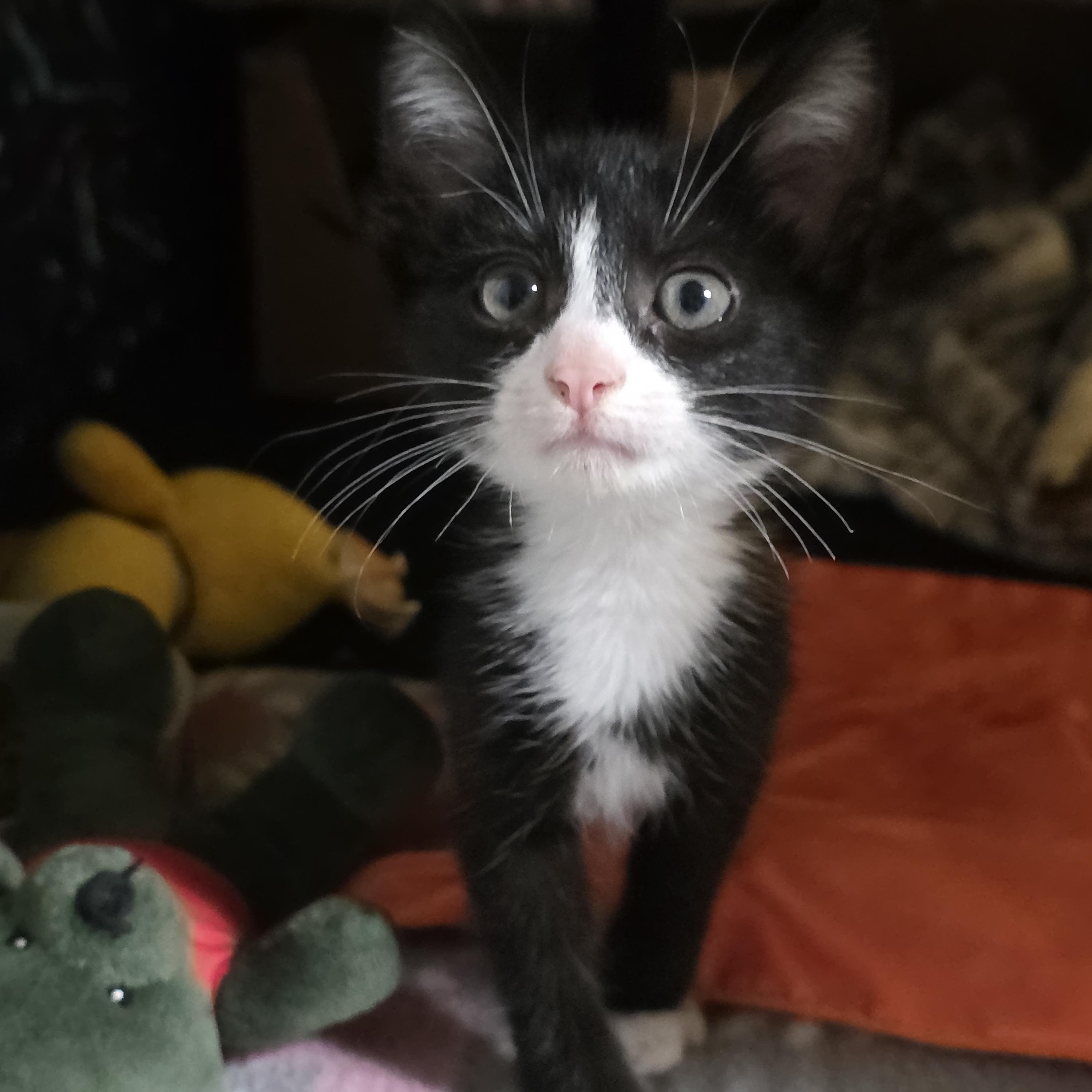Enlarge Tux, an adopted Tuxedo in Vacaville, CA image 1/6