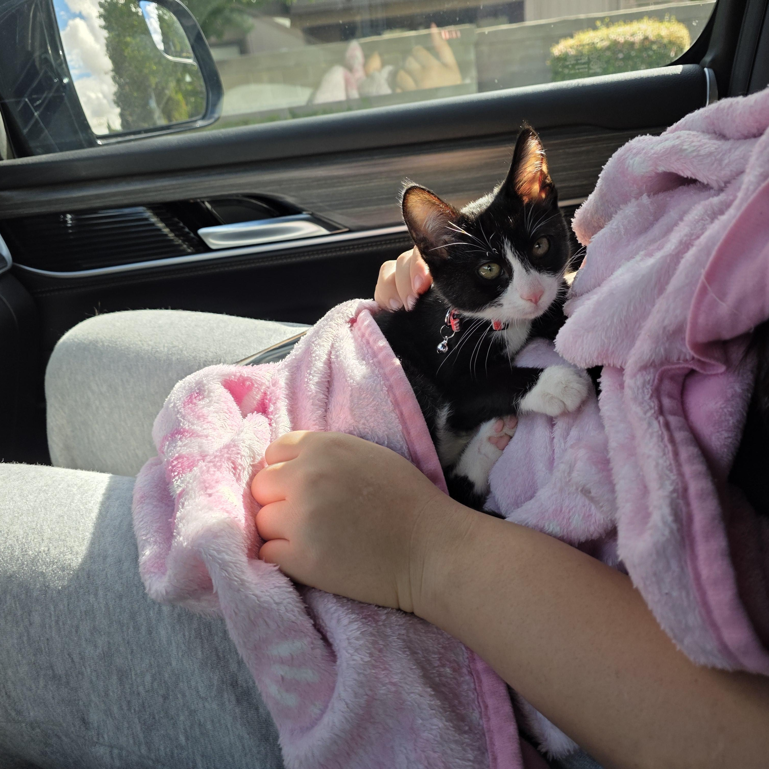 Enlarge Tux, an adopted Tuxedo in Vacaville, CA image 3/6