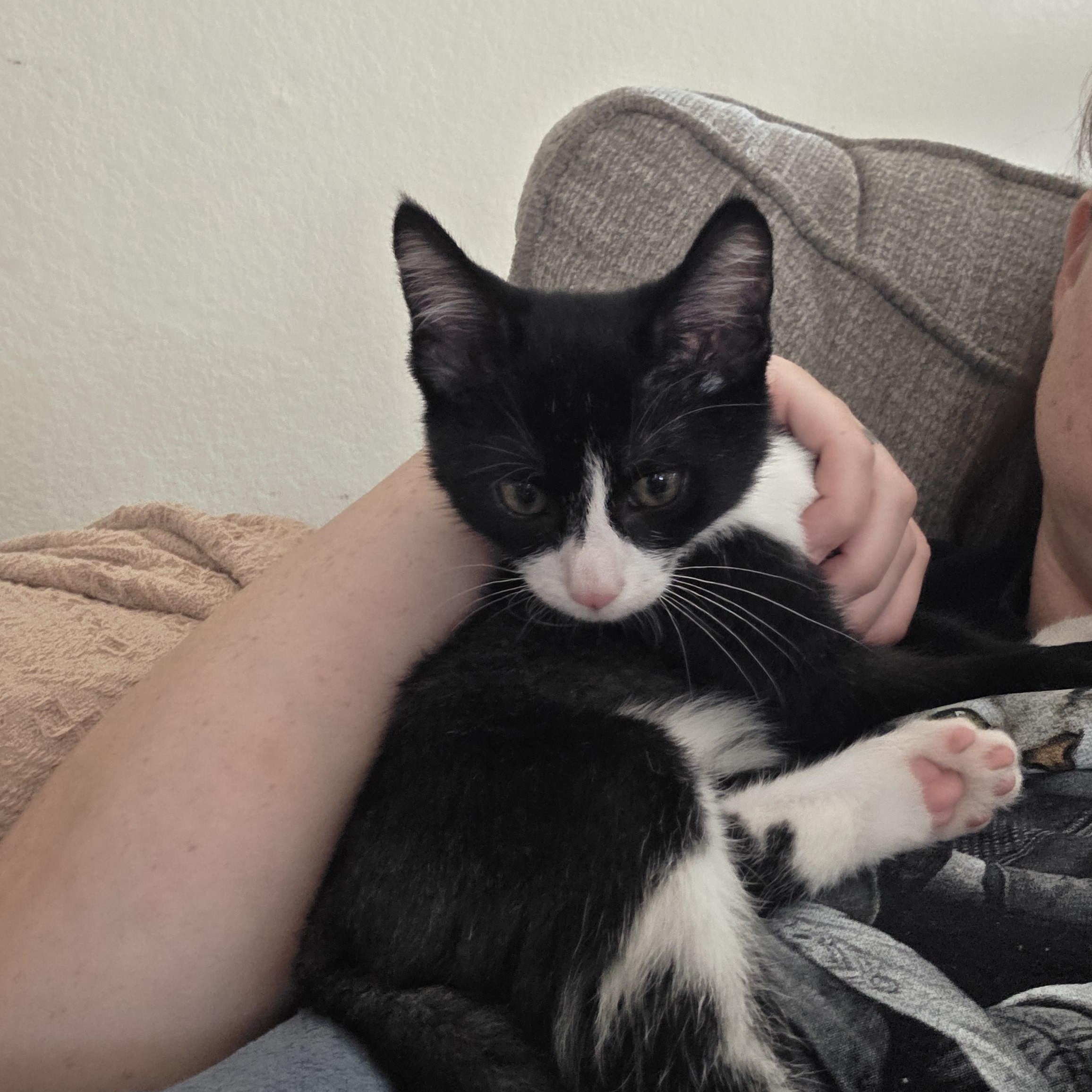 Enlarge Tux, an adopted Tuxedo in Vacaville, CA image 5/6