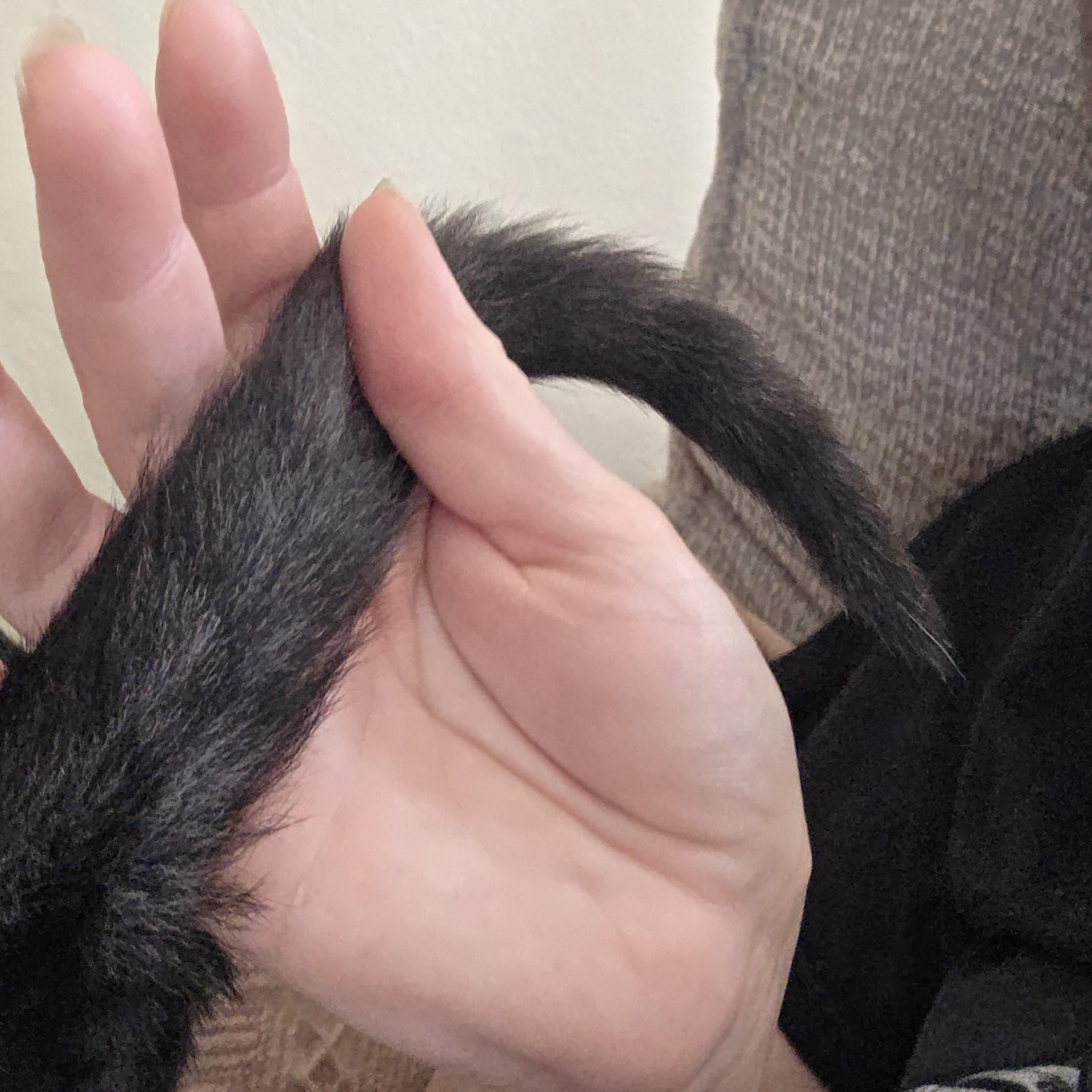 Enlarge Tux, an adopted Tuxedo in Vacaville, CA image 6/6