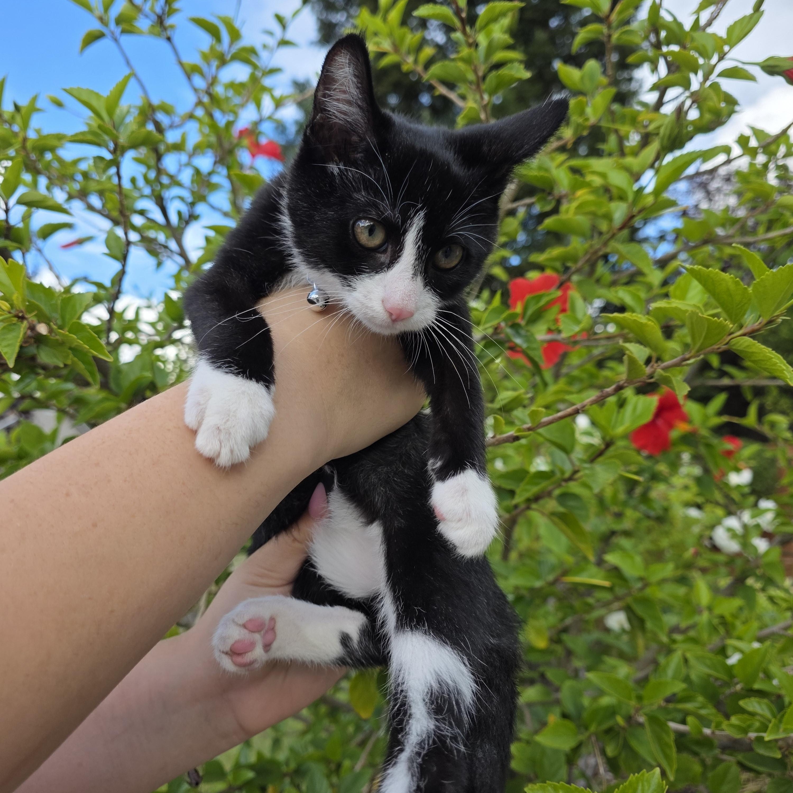 Enlarge Tux, an adopted Tuxedo in Vacaville, CA image 2/6