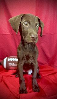 Rawlings- Puppy #2 (ACAC Litter #3/2026), Adoptable, Puppy Male Labrador Retriever & Hound.