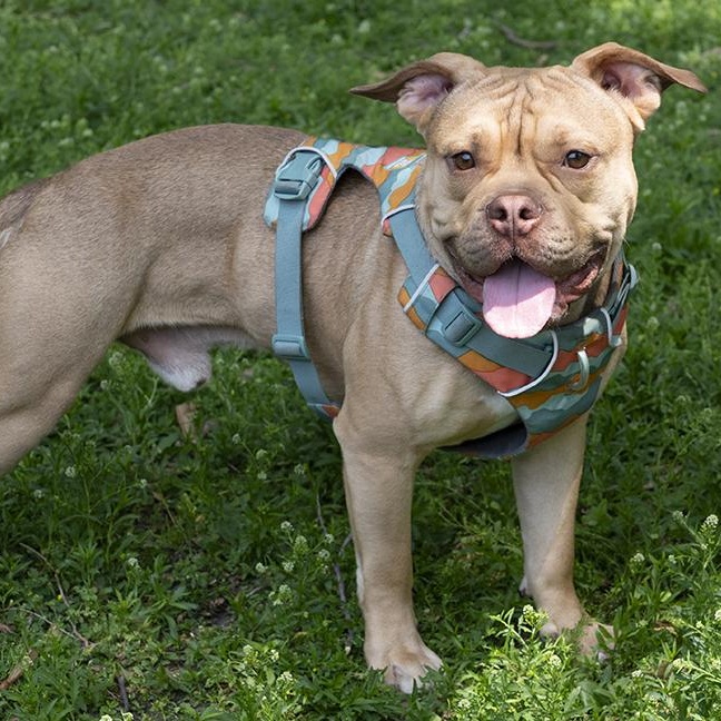 Enlarge Jerry, a Adoptable mixed breed in Chicago, IL image 2/6