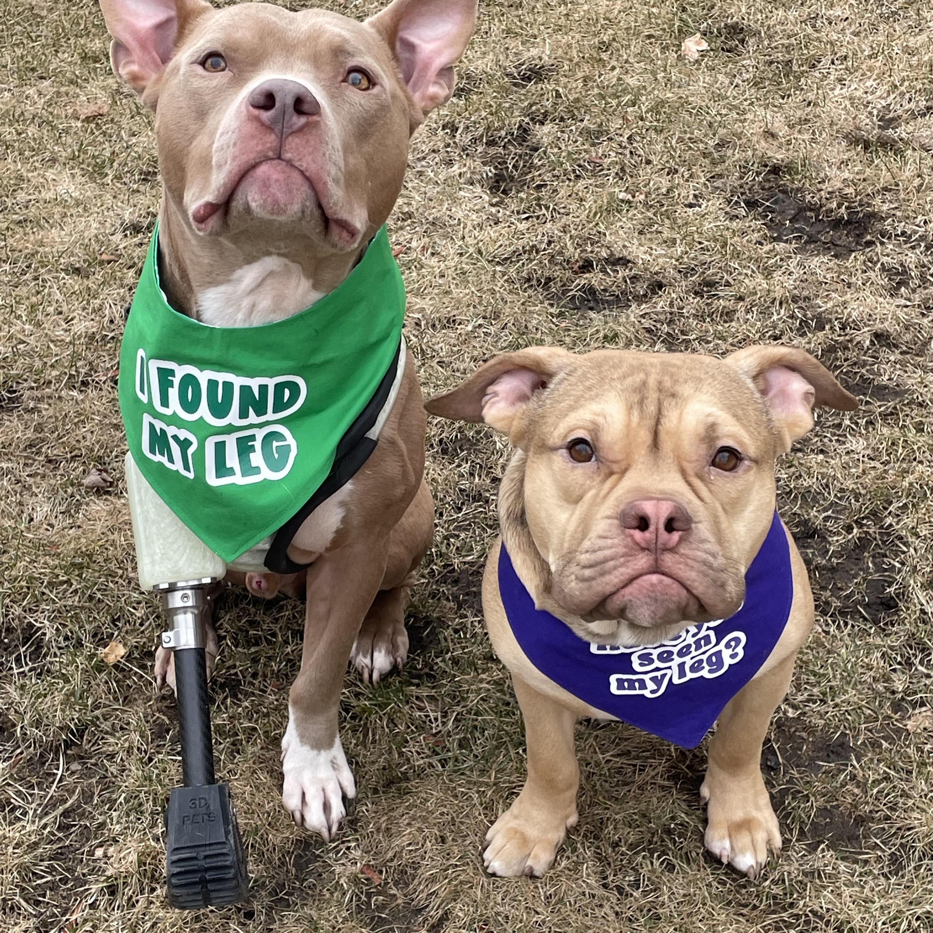 Enlarge Jerry, a Adoptable mixed breed in Chicago, IL image 5/6