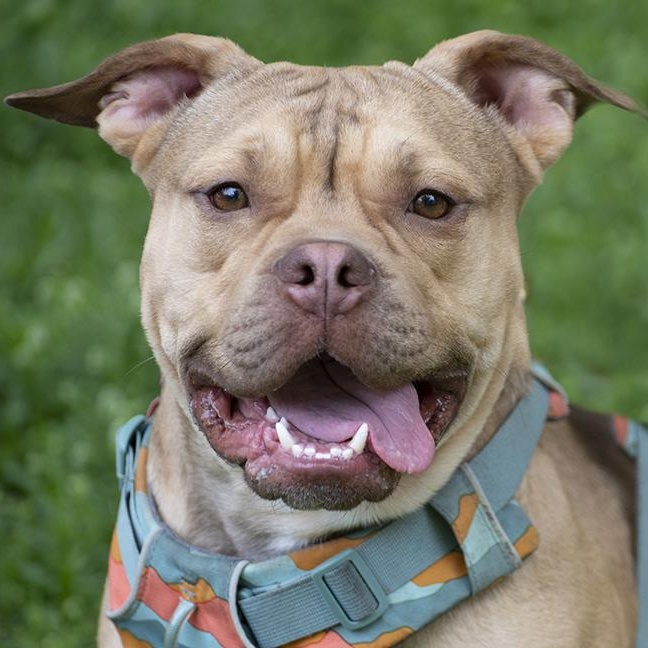 Jerry, Adoptable, Young Male Pit Bull Terrier.