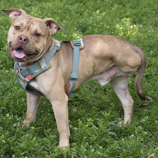 Enlarge Jerry, a Adoptable mixed breed in Chicago, IL image 6/6