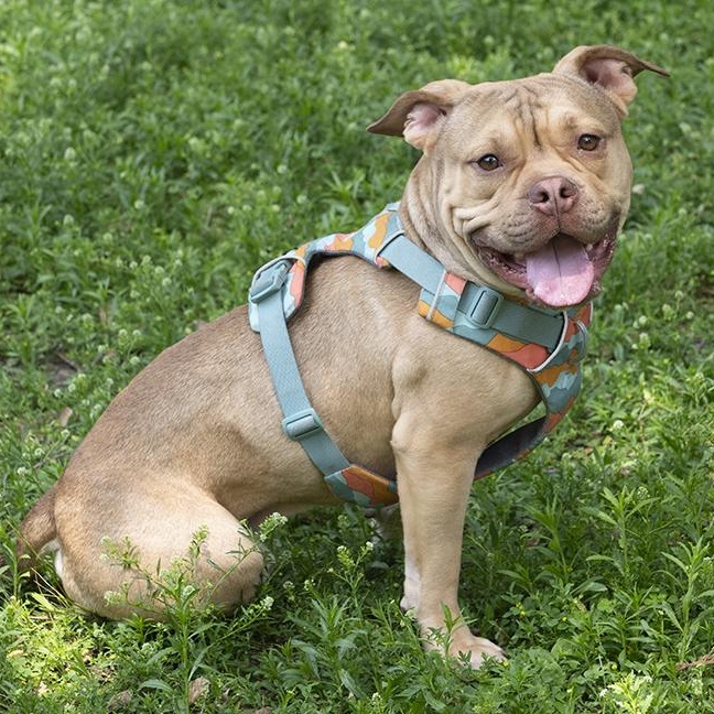 Enlarge Jerry, a Adoptable mixed breed in Chicago, IL image 3/6