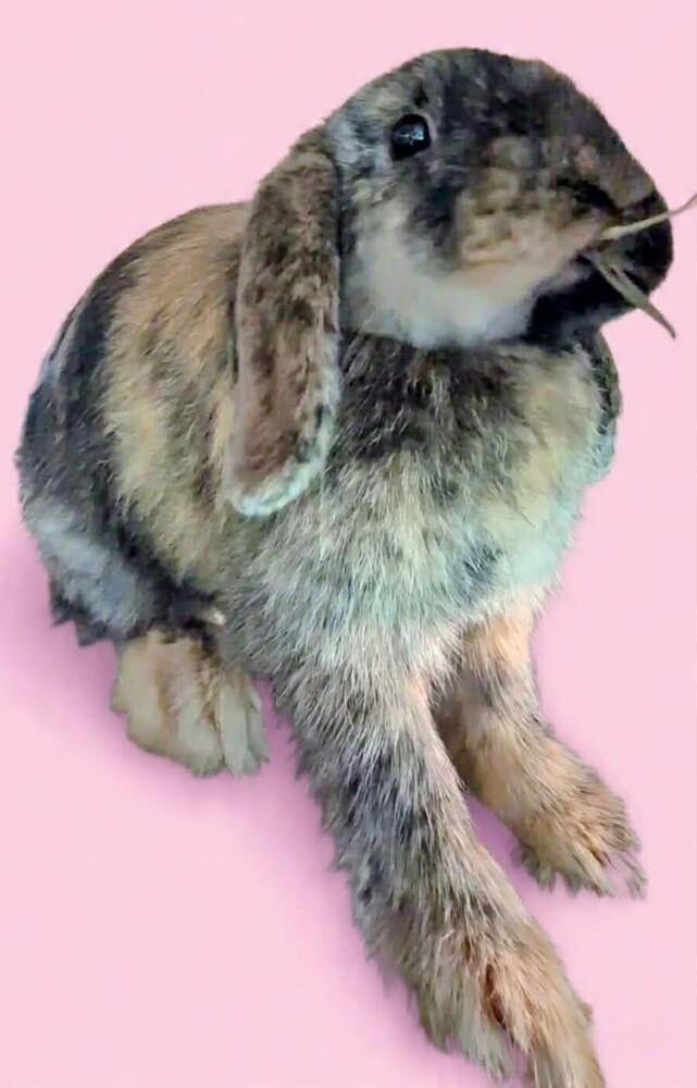 Bambi, Adoptable, Adult Female Lop Eared.