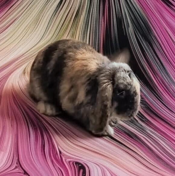 Bambi, a Adoptable Lop Eared in Dallas, PA image 2/3
