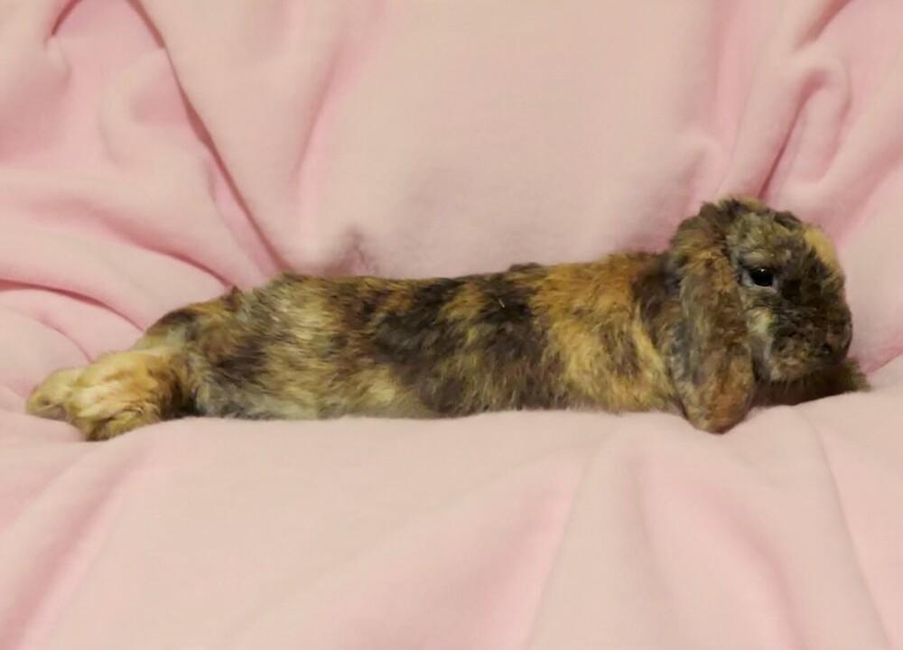 Bambi, a Adoptable Lop Eared in Dallas, PA image 3/3