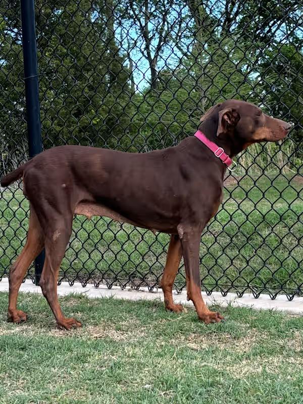 Trish, Senior Female Doberman Pinscher