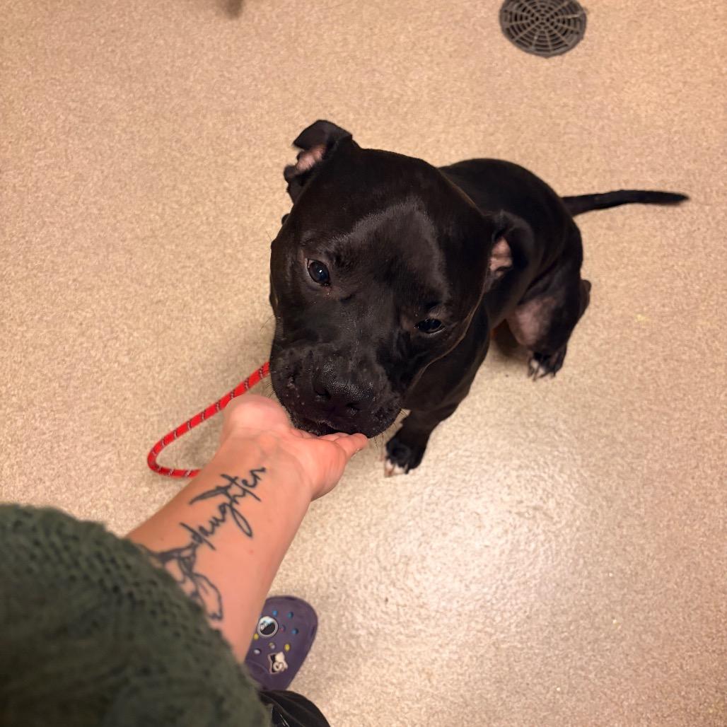 Mavrick, Adoptable, Adult Male American Bulldog.