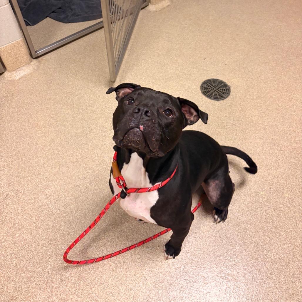 Enlarge Mavrick, a Adoptable American Bulldog in Bristol, IN image 2/3