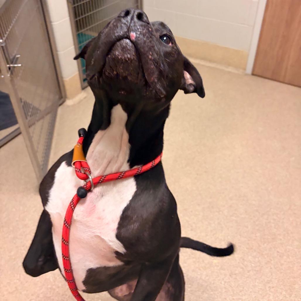Enlarge Mavrick, a Adoptable American Bulldog in Bristol, IN image 3/3