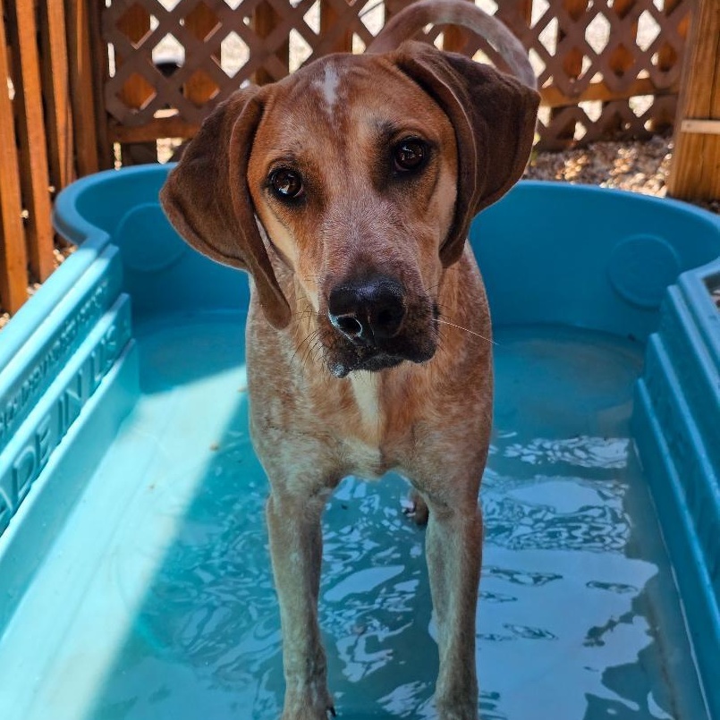 Enlarge Trooper, a ADOPTABLE Coonhound in Phenix City, AL image 4/5