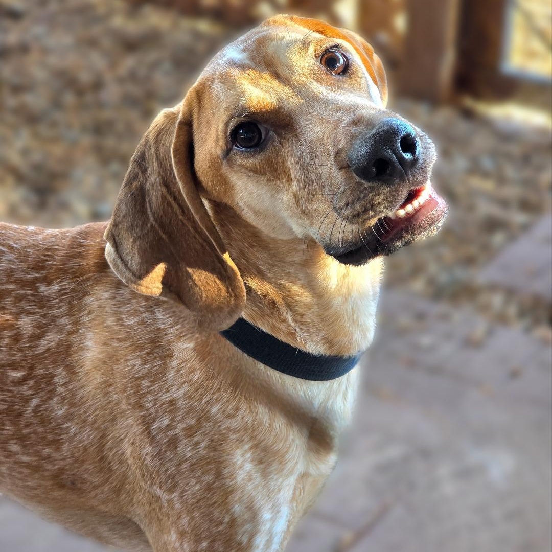 Enlarge Trooper, a ADOPTABLE Coonhound in Phenix City, AL image 1/2