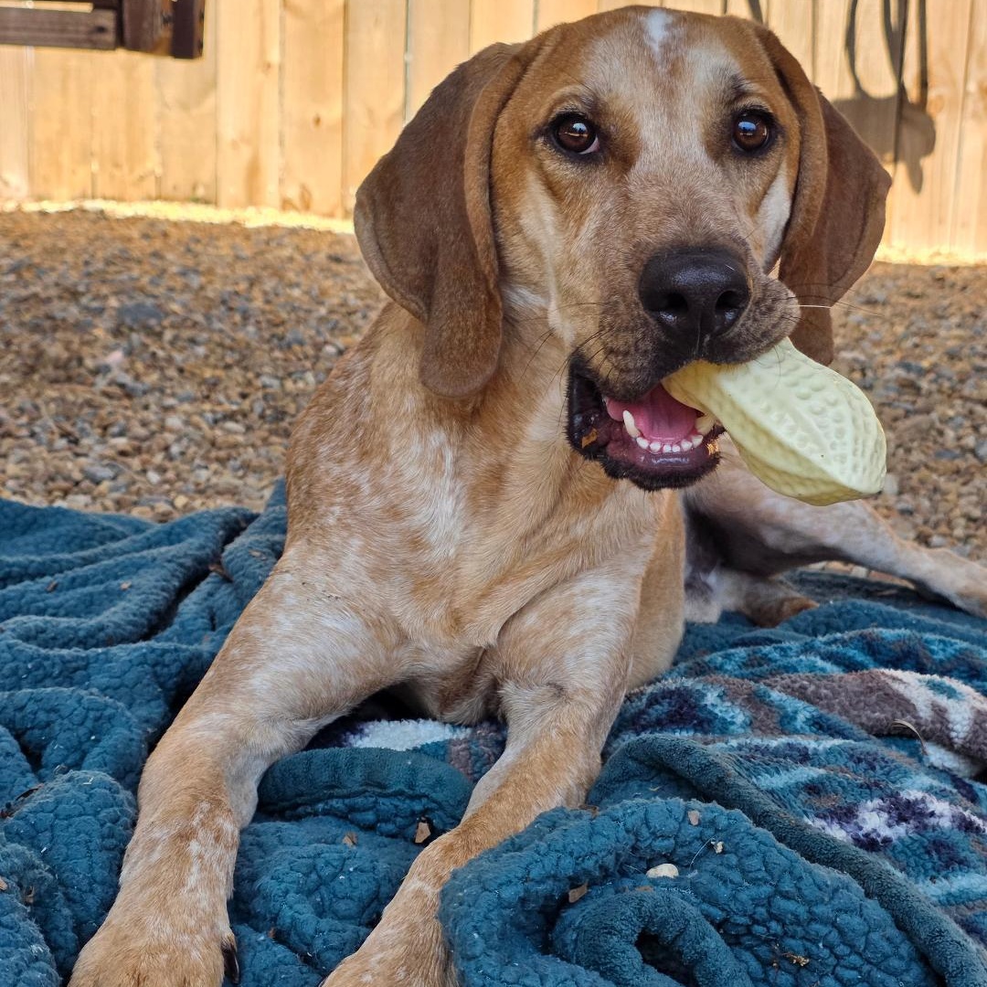 Enlarge Trooper, a ADOPTABLE Coonhound in Phenix City, AL image 1/5