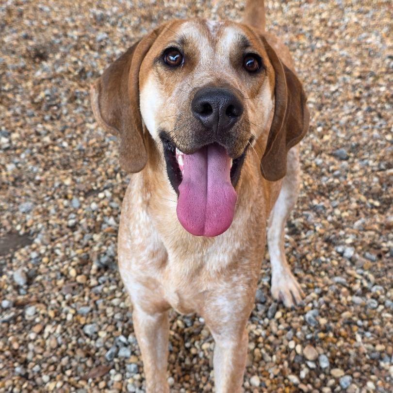 Enlarge Trooper, a ADOPTABLE Coonhound in Phenix City, AL image 5/5