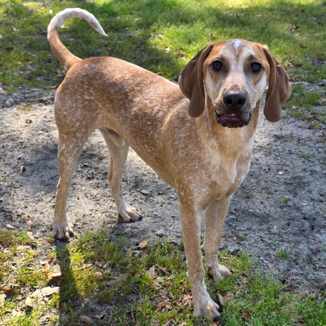 Enlarge Trooper, a ADOPTABLE Coonhound in Phenix City, AL image 2/2
