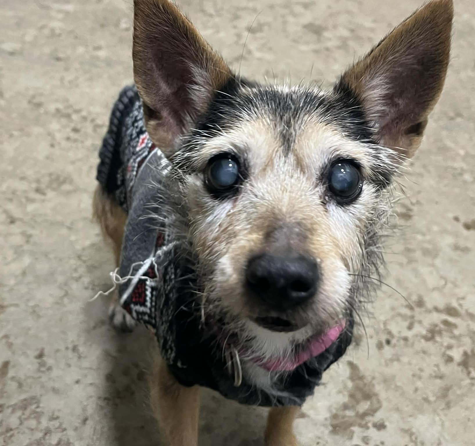 Enlarge Lady, an adopted mixed breed in Brunswick, OH image 3/4