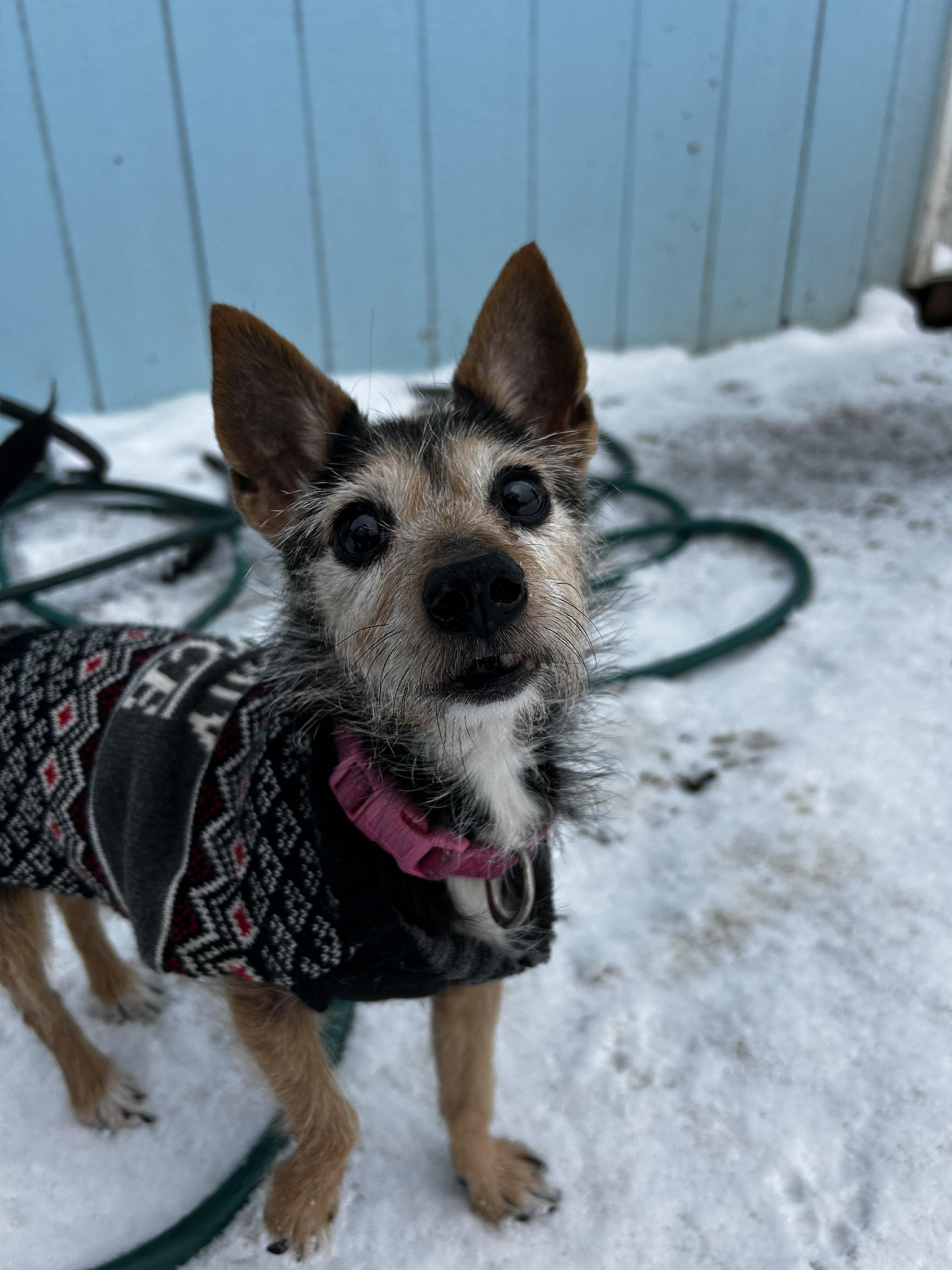 Enlarge Lady, an adopted mixed breed in Brunswick, OH image 2/4