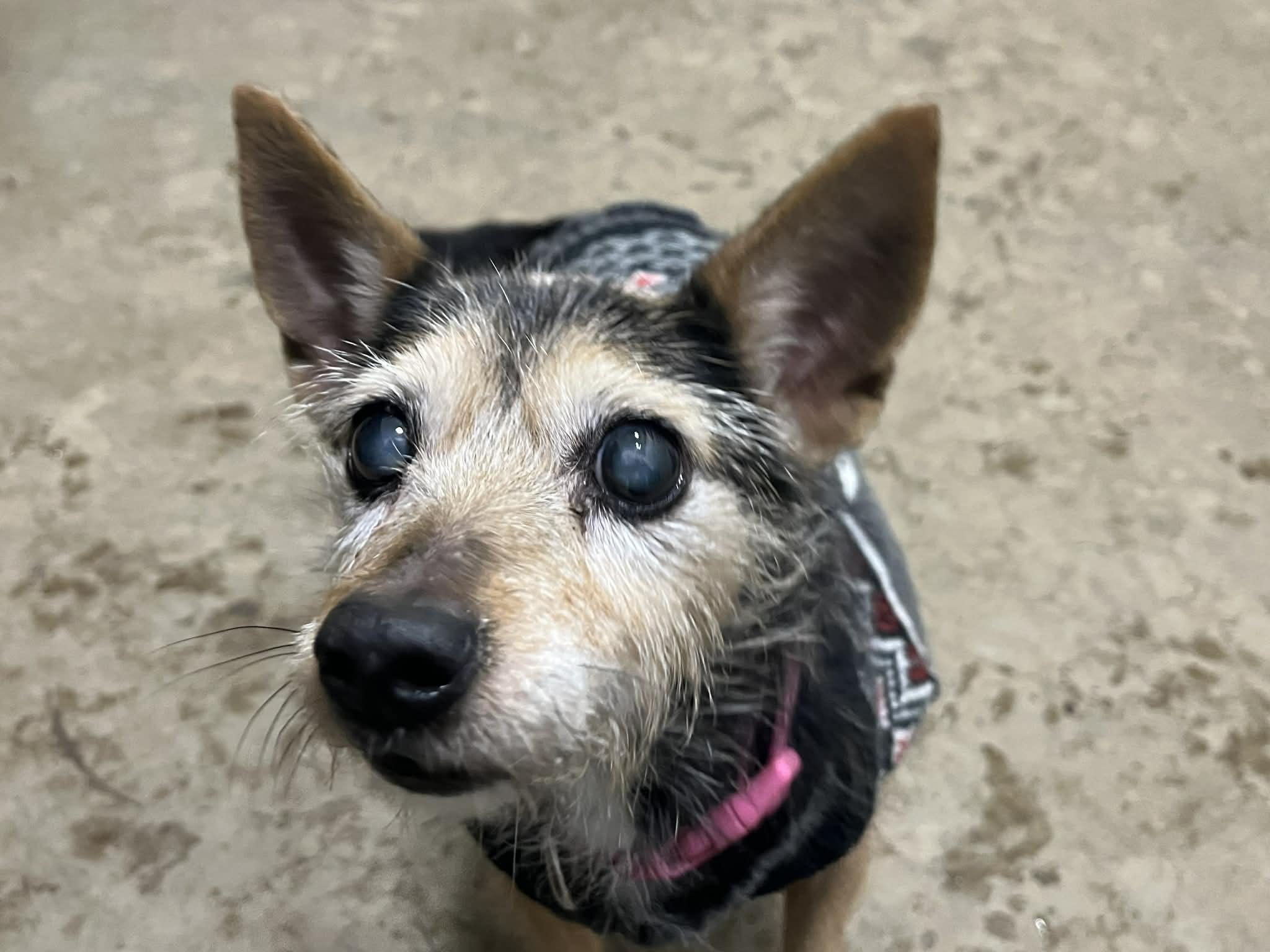 Enlarge Lady, an adopted mixed breed in Brunswick, OH image 4/4