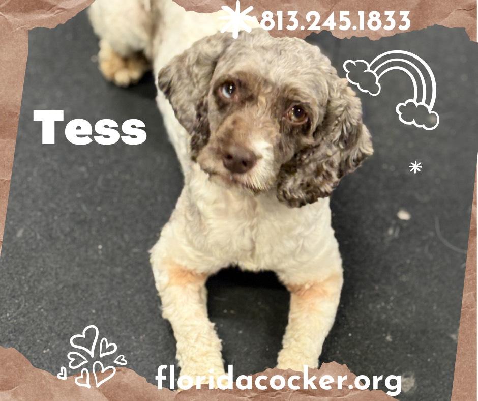 Tess, Adoptable, Adult Female Cockapoo.