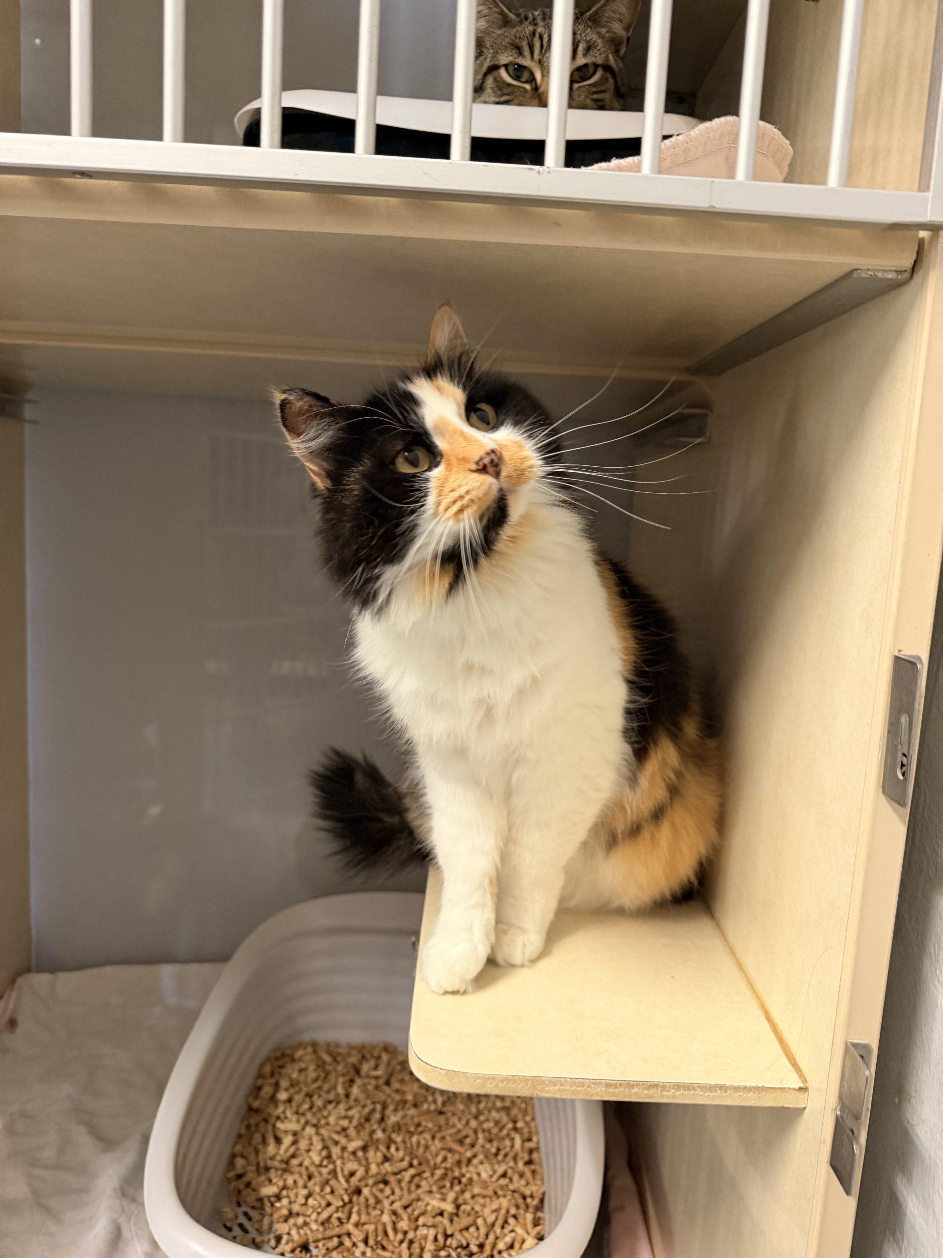 Enlarge Misty, a Adoptable Domestic Medium Hair in Dillon, MT image 1/1