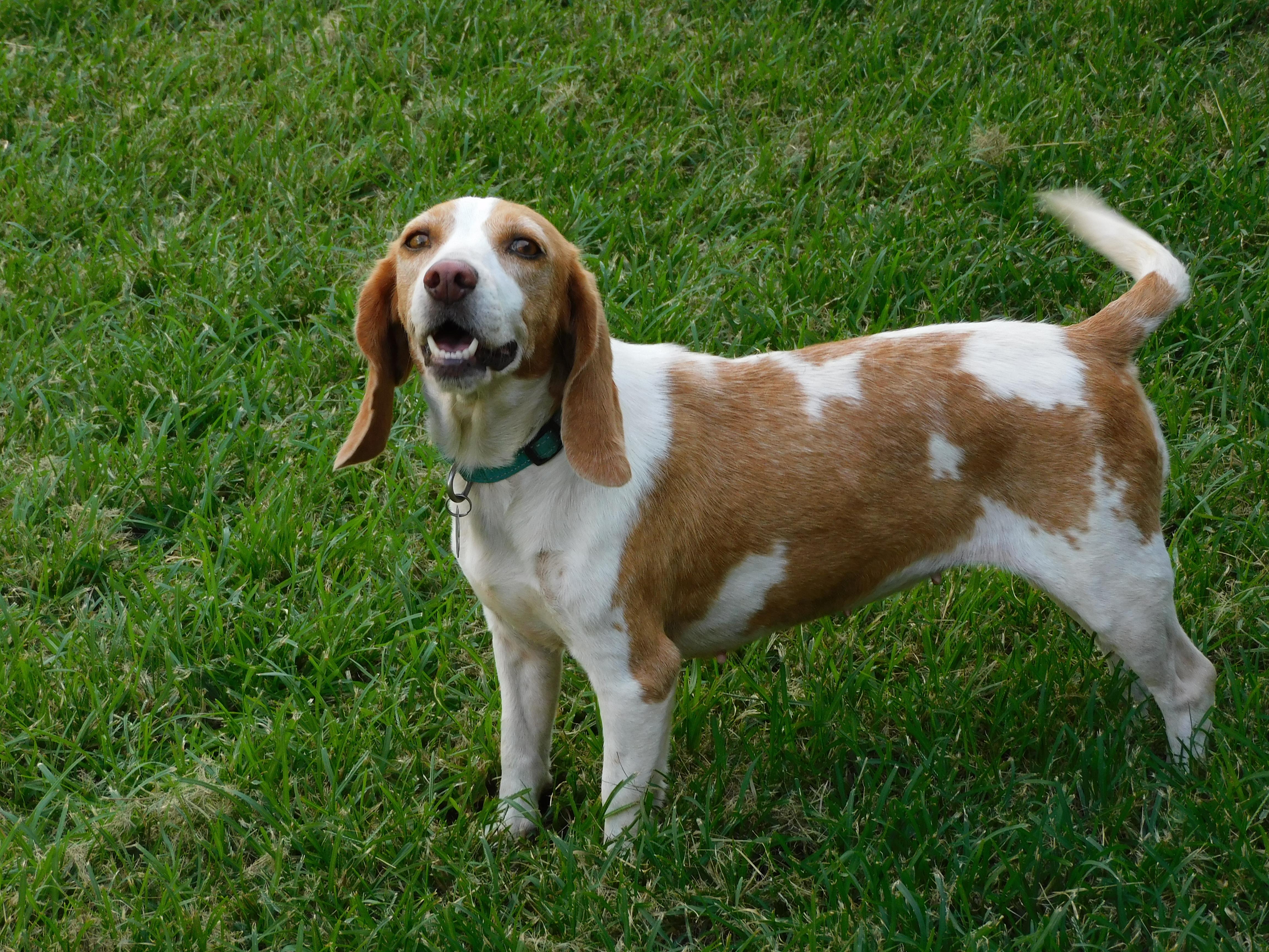 Enlarge Marigold, a Adoptable Beagle in Prairieville, LA image 5/6