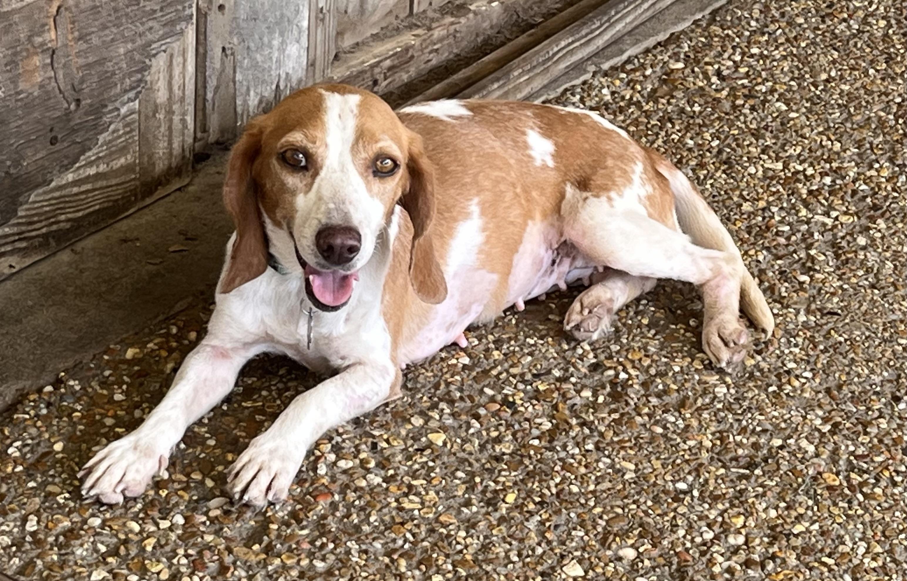 Enlarge Marigold, a Adoptable Beagle in Prairieville, LA image 4/6