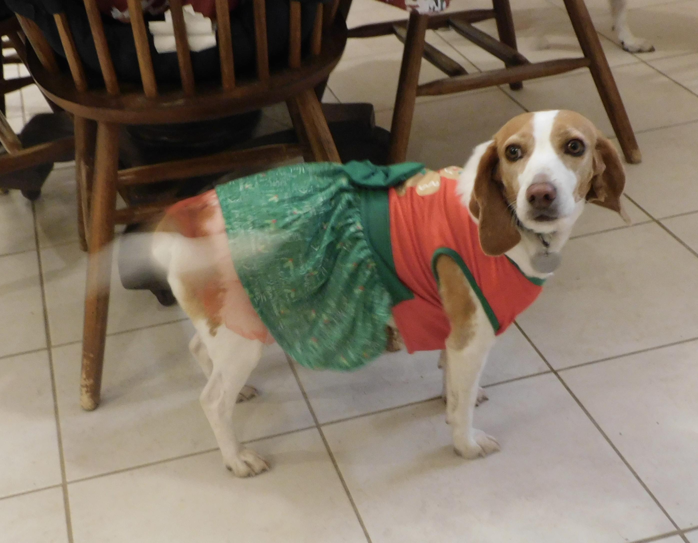 Marigold, Adoptable, Adult Female Beagle.