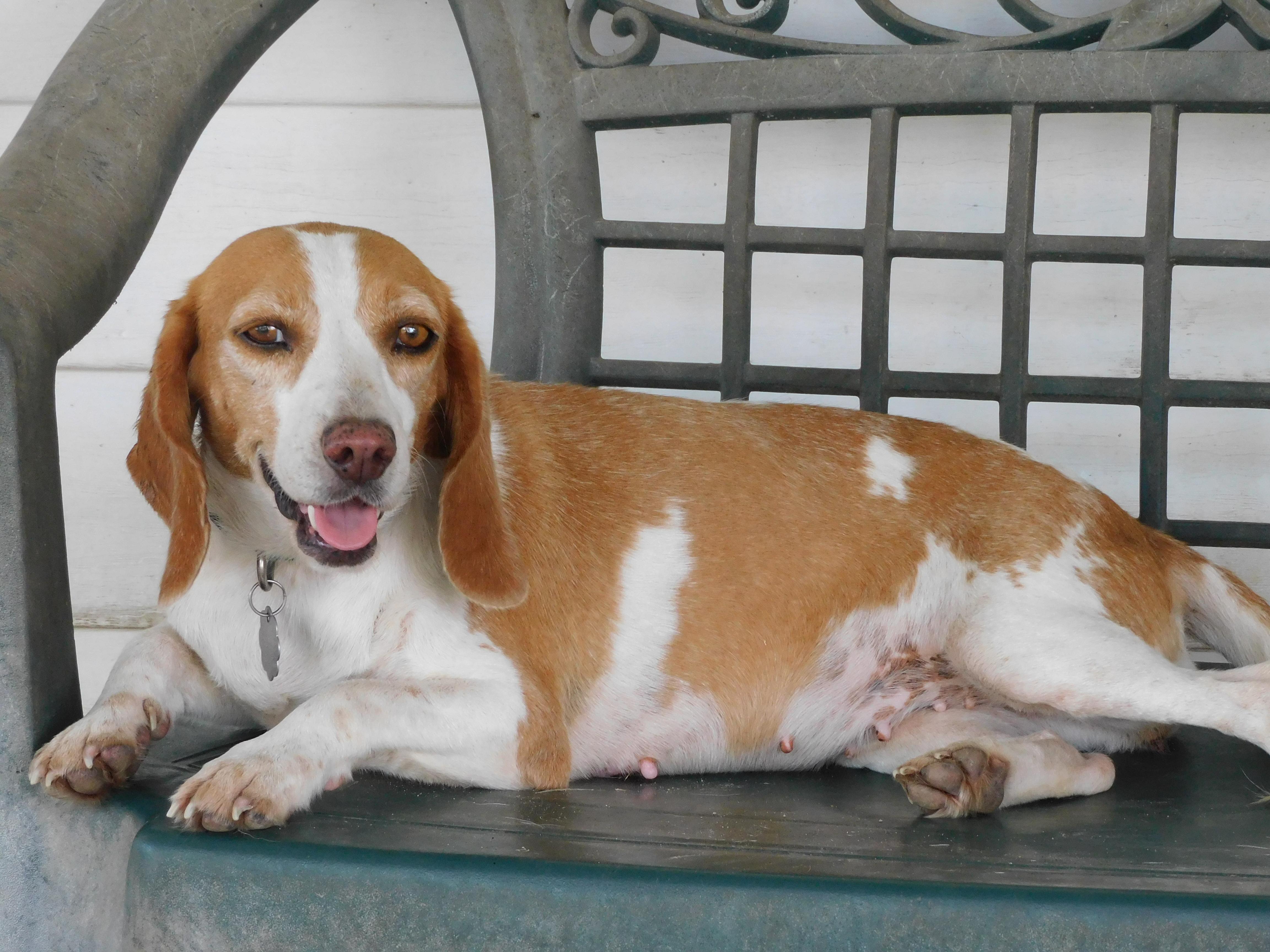 Enlarge Marigold, a Adoptable Beagle in Prairieville, LA image 1/6
