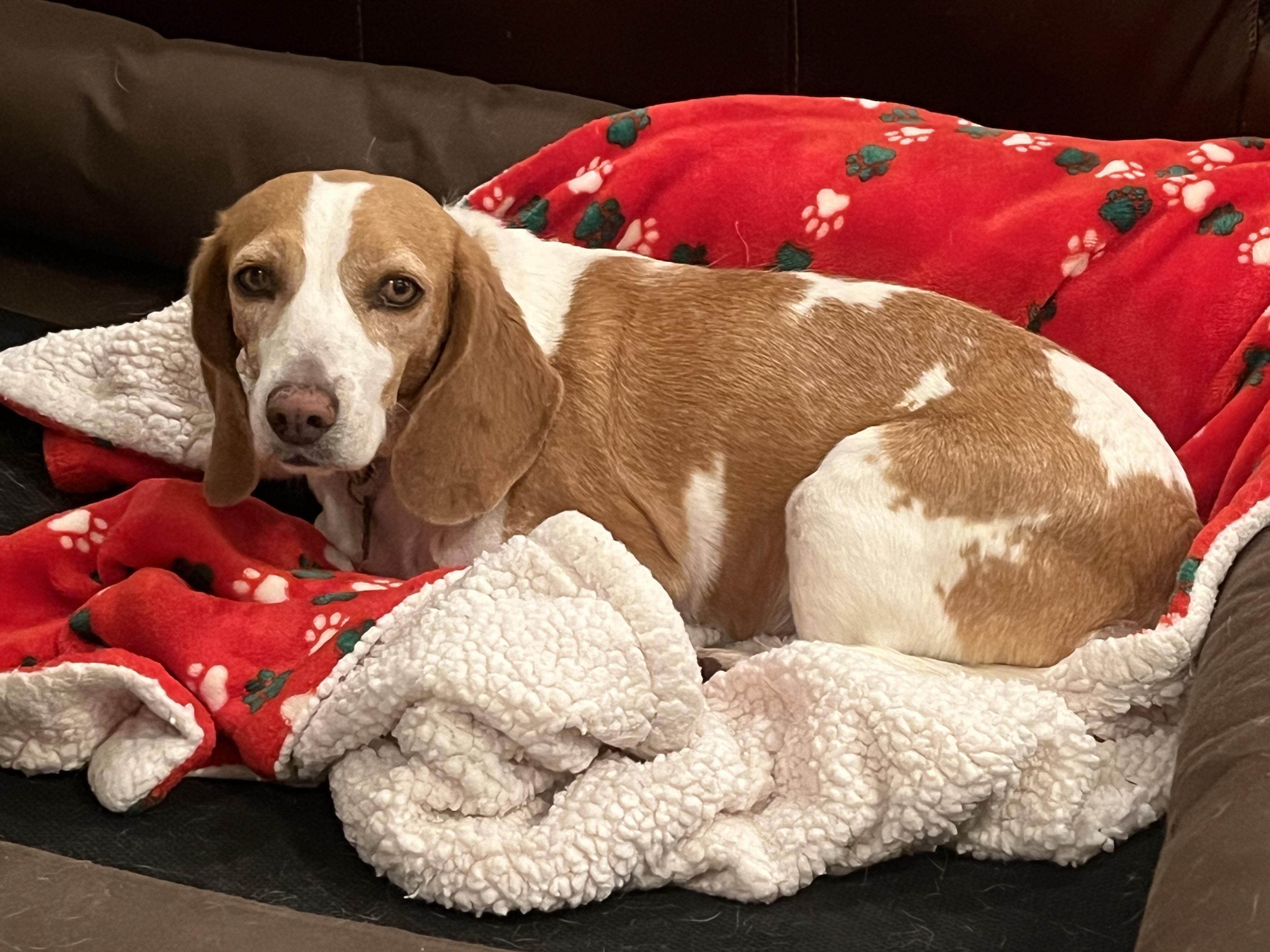 Enlarge Marigold, a Adoptable Beagle in Prairieville, LA image 3/6