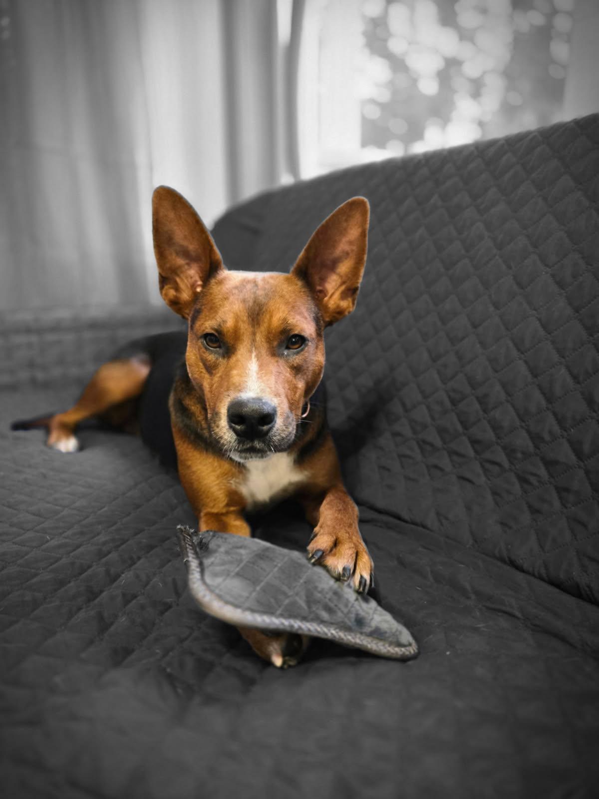 Enlarge Little Dottie (Pipers litter), an adopted mixed breed in Carmel, NY image 4/4