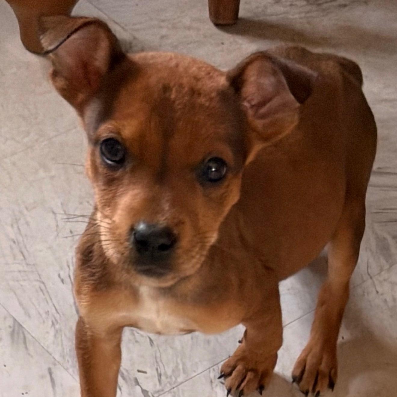 Enlarge Little Dottie (Pipers litter), an adopted mixed breed in Carmel, NY image 3/4