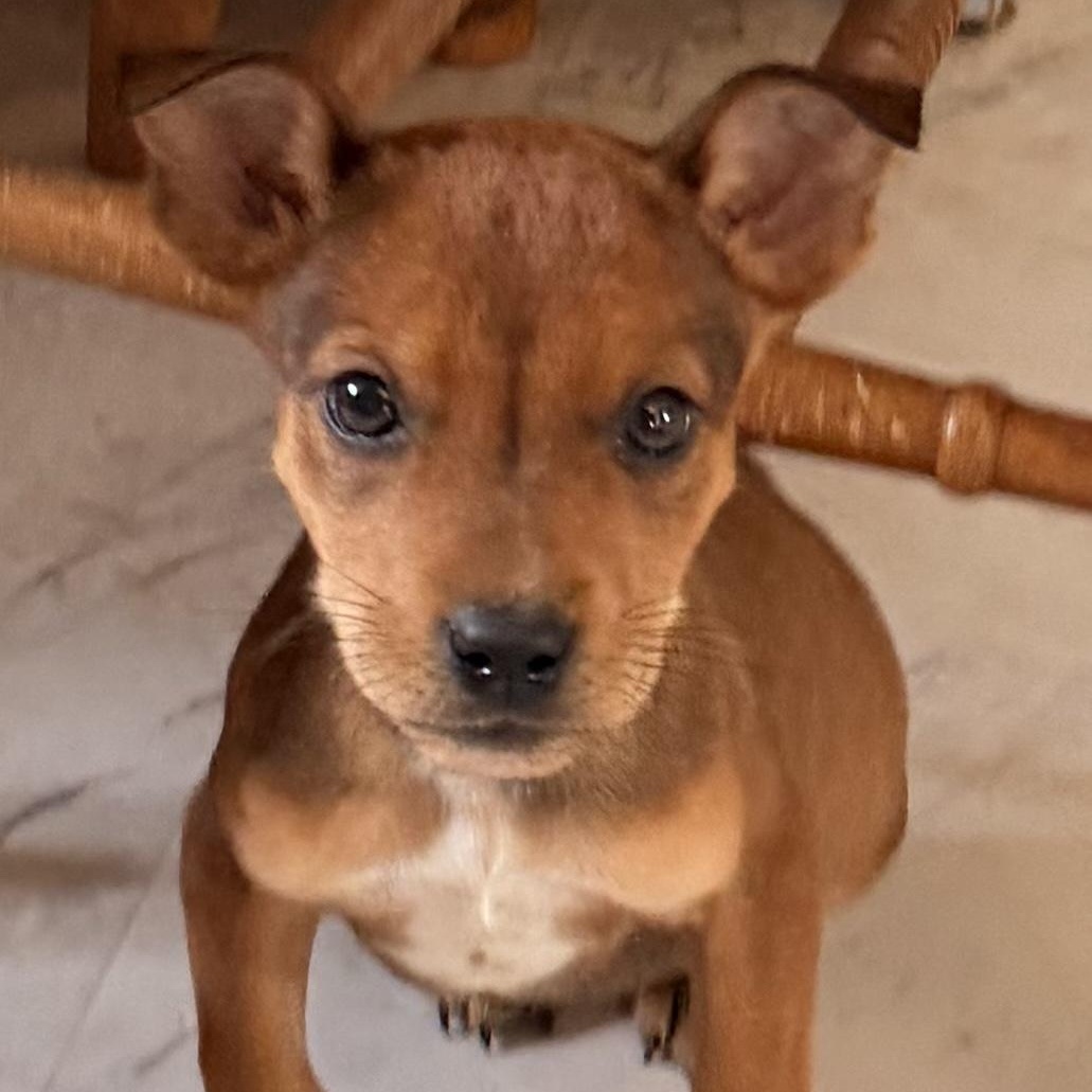 Little Dottie (Pipers litter), adopted, Puppy Female German Shepherd Dog & Pit Bull Terrier.