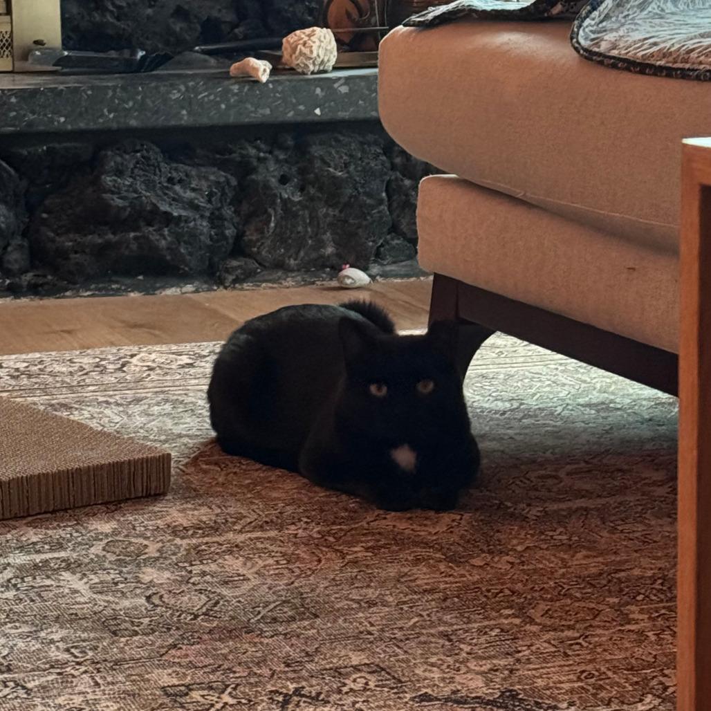 Vincenza, Adoptable, Adult Female Domestic Short Hair.