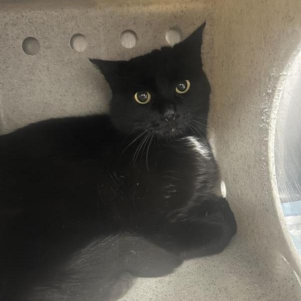 Enlarge Vincenza, a Adoptable Domestic Short Hair in Salt Lake City, UT image 1/2