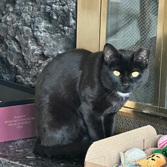 Vincenza, a Adoptable Domestic Short Hair in Salt Lake City, UT image 4/6