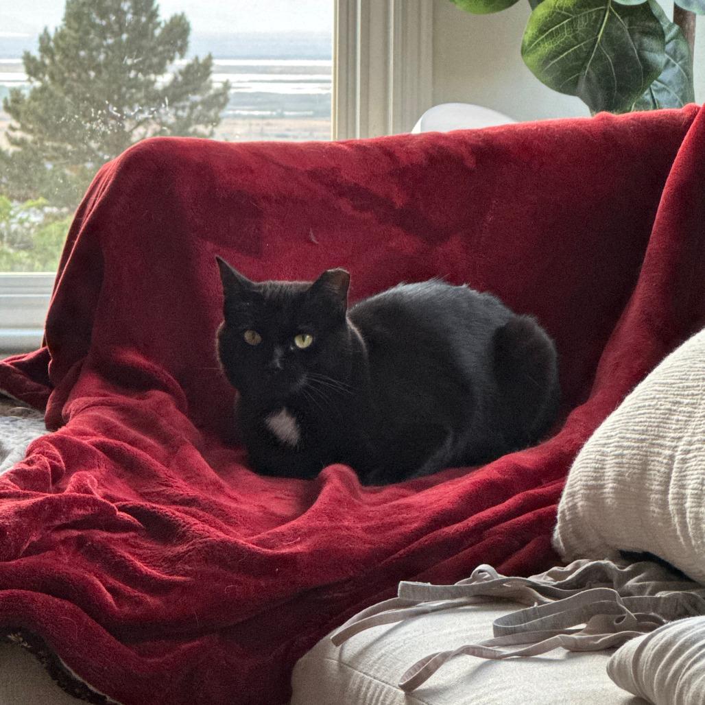Vincenza, a Adoptable Domestic Short Hair in Salt Lake City, UT image 5/6