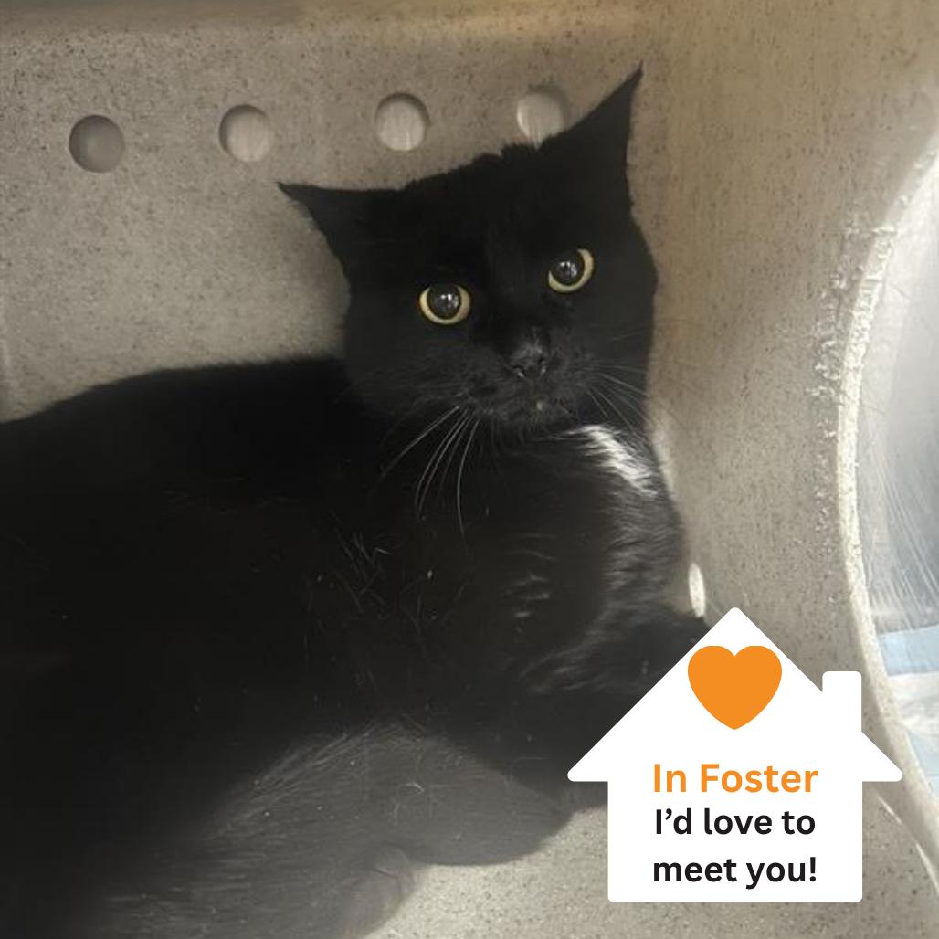 Enlarge Vincenza, a Adoptable Domestic Short Hair in Salt Lake City, UT image 2/2