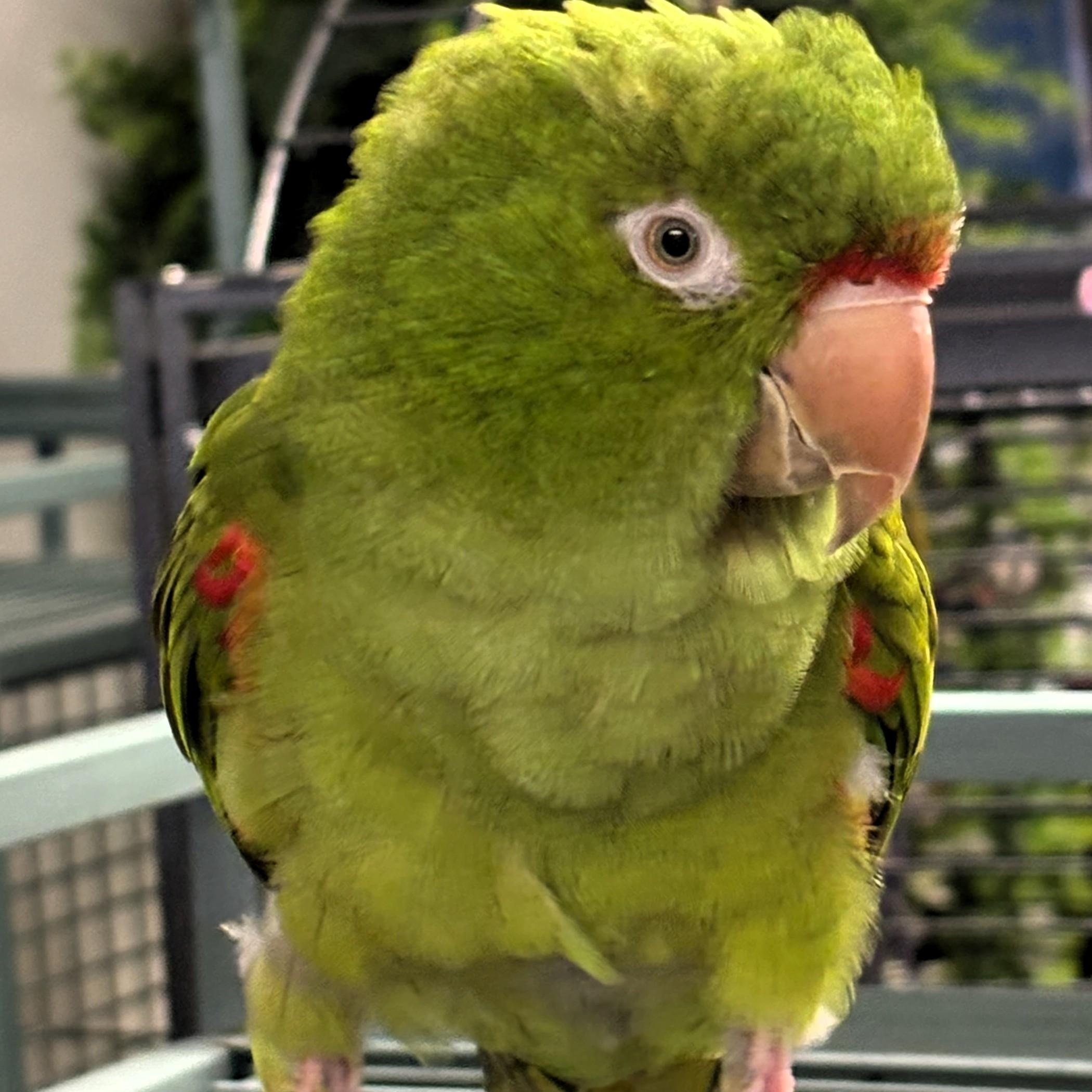 Gilligan photo