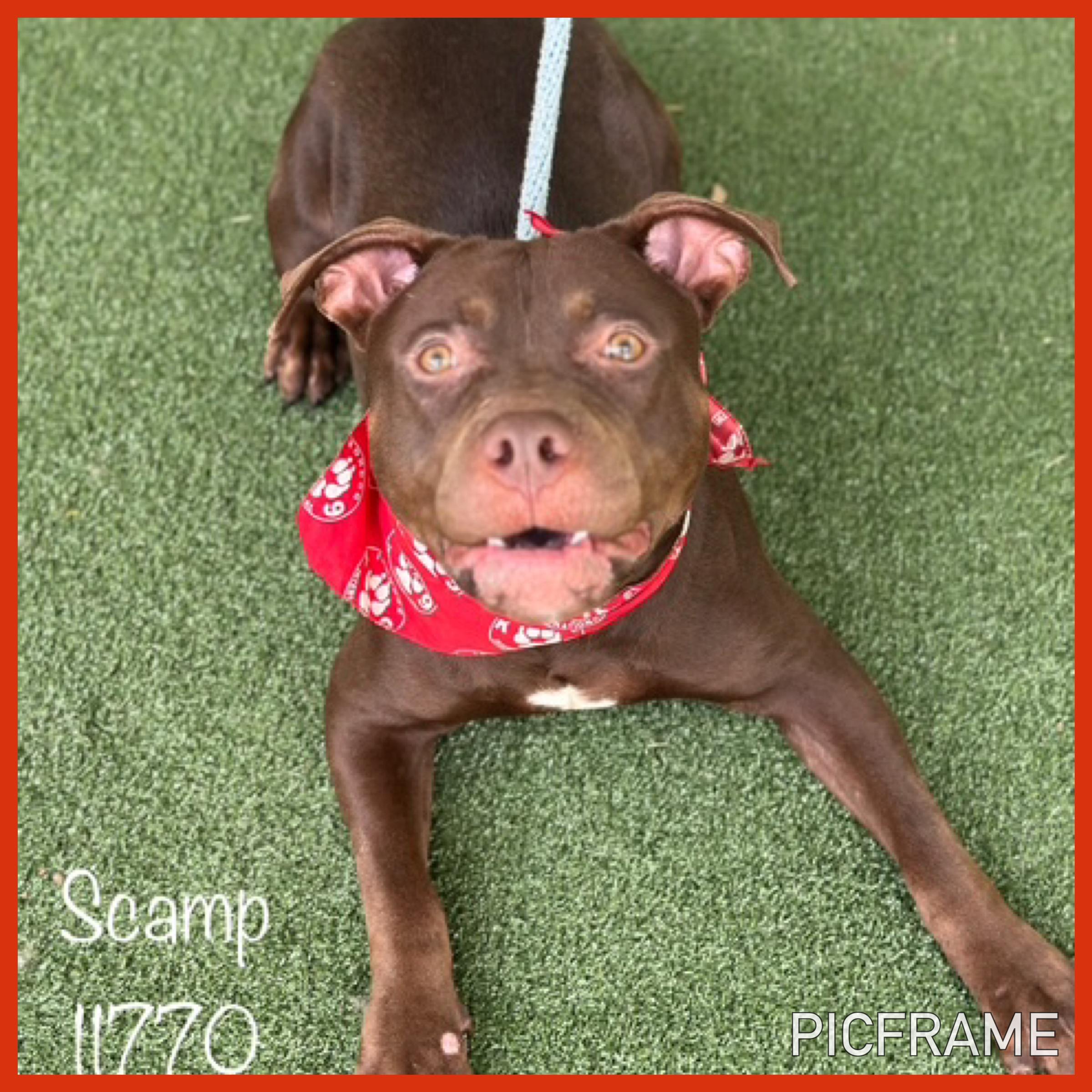 MEET SCAMP This adorable little one is Scamp He arrived at the shelter as a lost boy on 7825 and