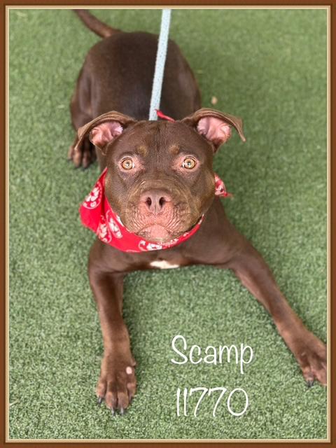 MEET SCAMP This adorable little one is Scamp He arrived at the shelter as a lost boy on 7825 and