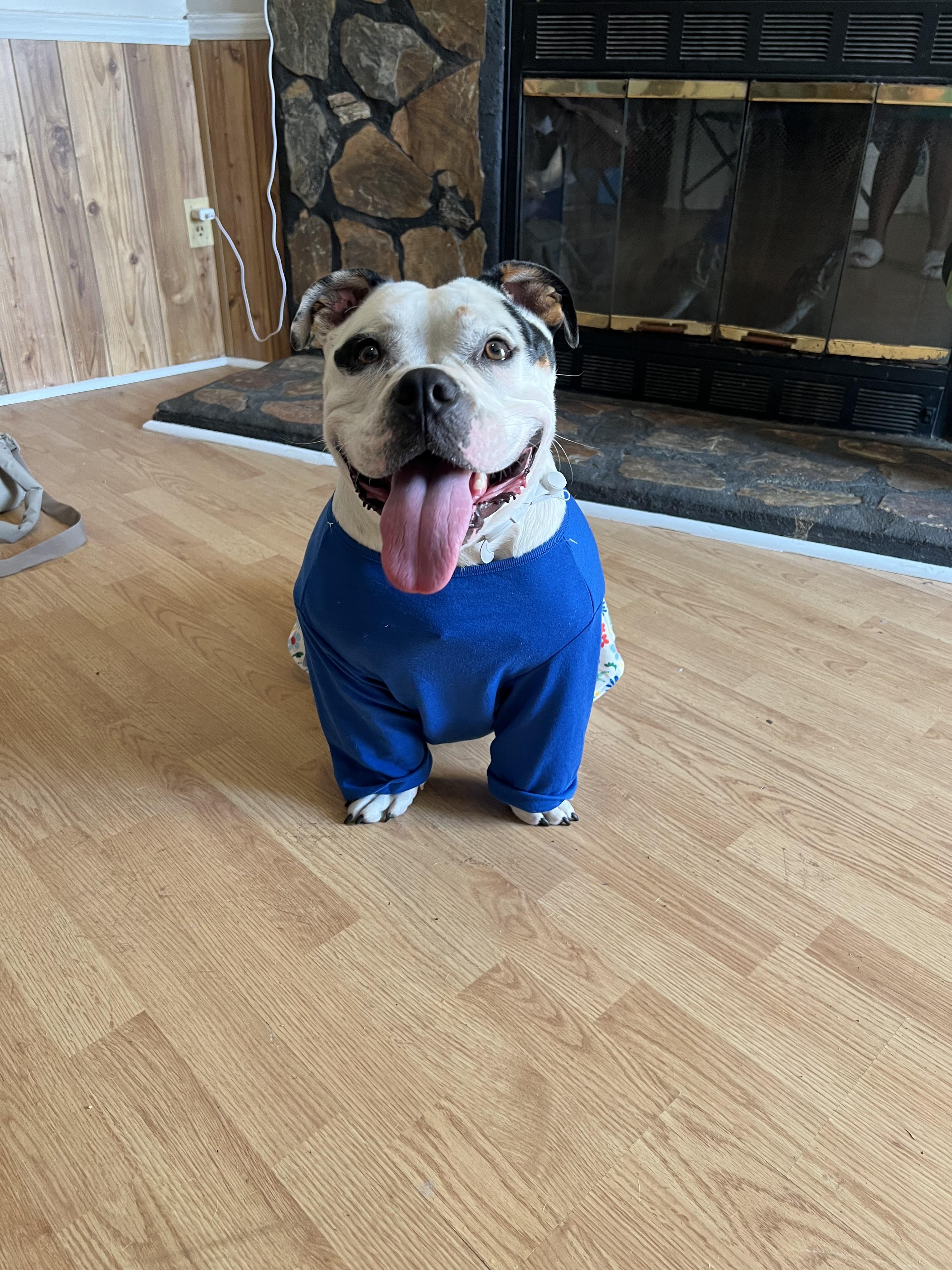 COURTESY POST FOR LONG TERM FOSTER-STORM, a ADOPTABLE American Staffordshire Terrier in Leesville, SC image 2/3