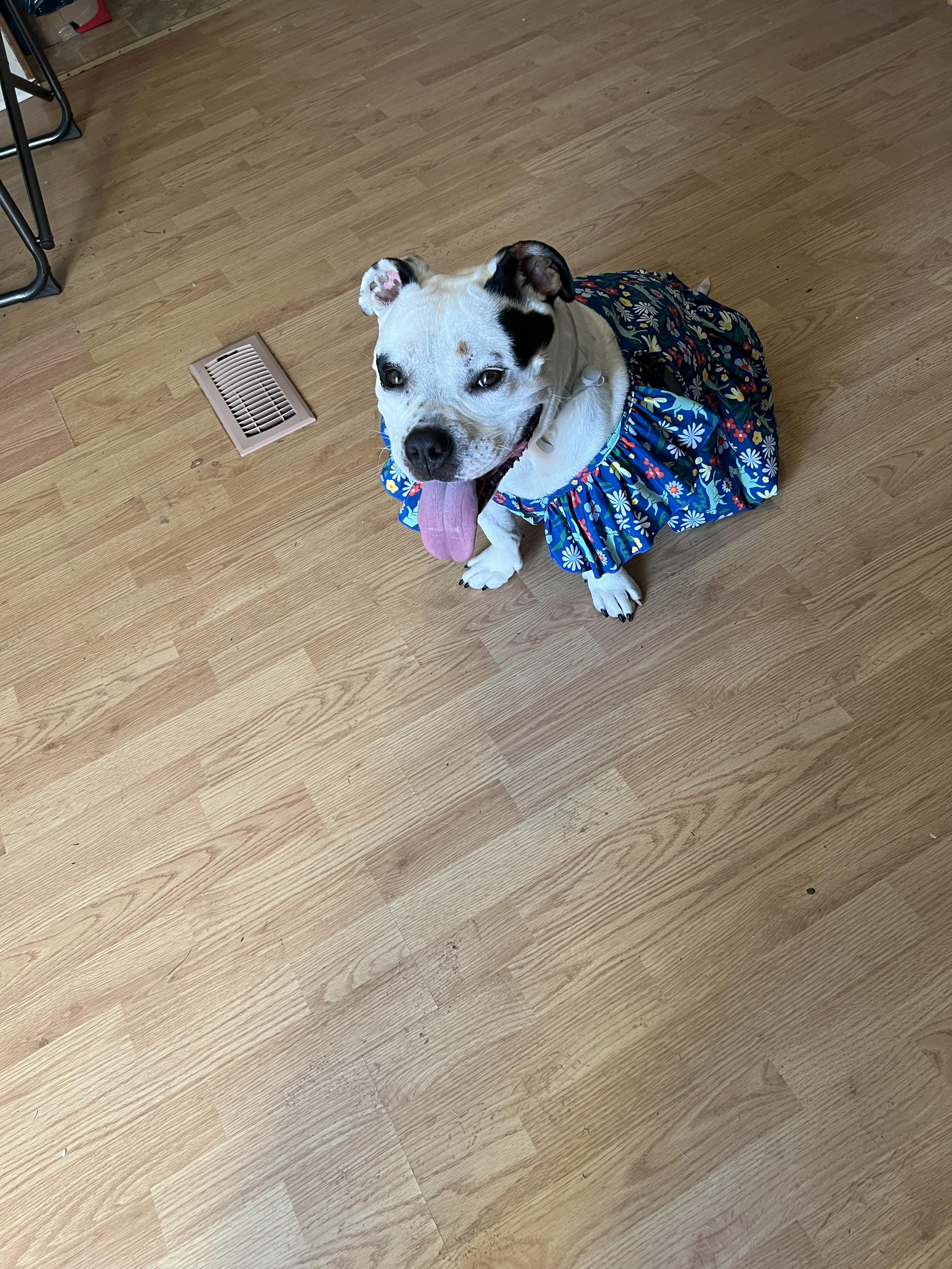 COURTESY POST FOR LONG TERM FOSTER-STORM, a ADOPTABLE American Staffordshire Terrier in Leesville, SC image 3/3