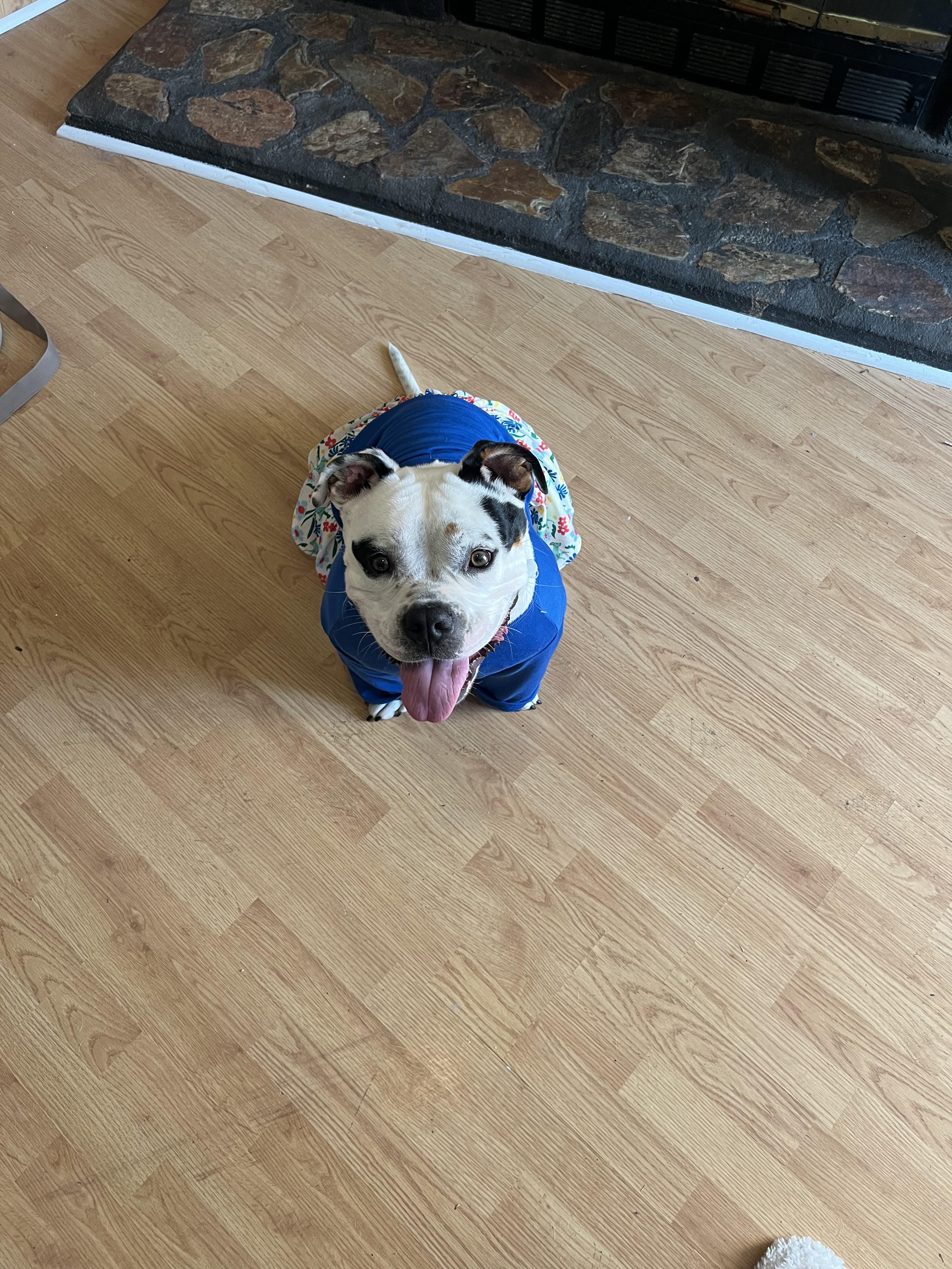 COURTESY POST FOR LONG TERM FOSTER-STORM, a ADOPTABLE American Staffordshire Terrier in Leesville, SC image 1/3