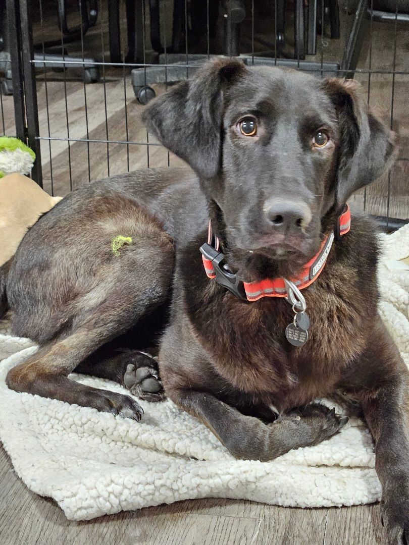Mr. Miles Smiles lab!!, a Adoptable Black Labrador Retriever in Manhattan Beach, CA image 1/4